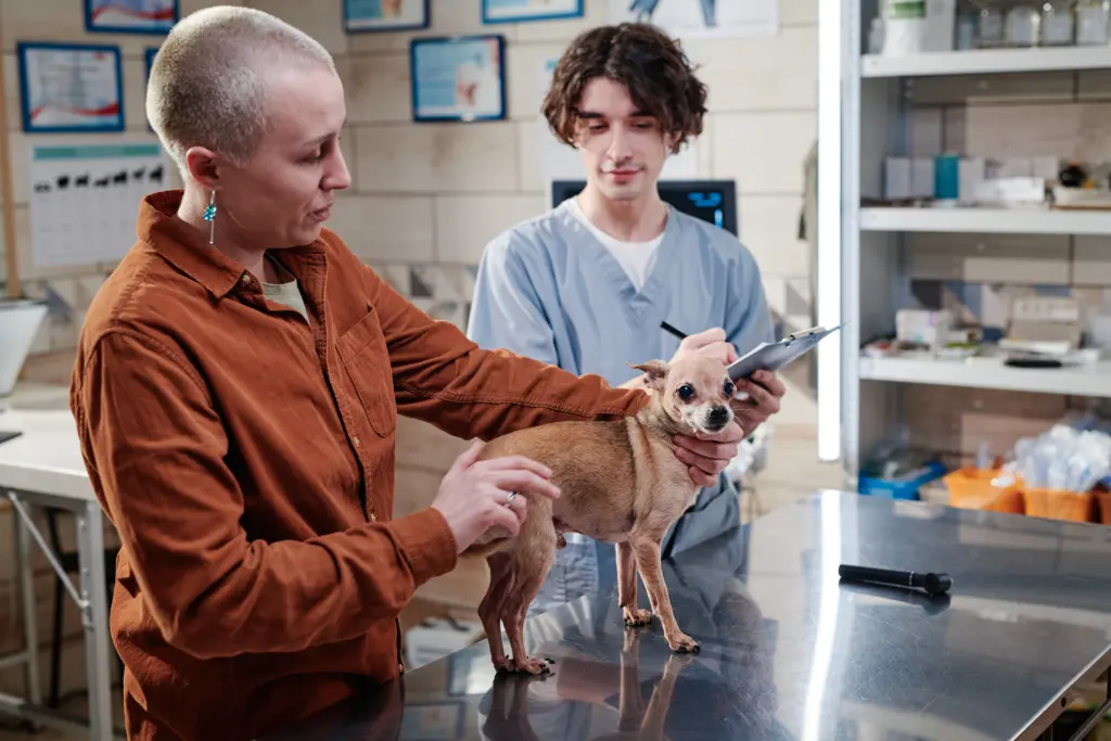 Chihuaha Dog Breast Cancer