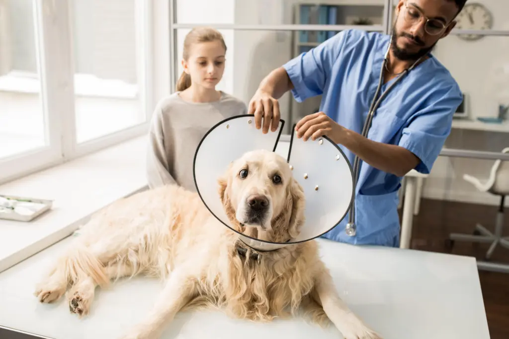 Dog Breast Cancer Treatments